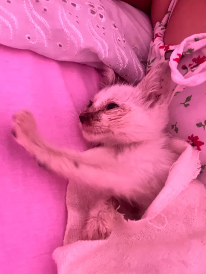 Gato raça SRD-ViraLata idade Abaixo de 2 meses nome Vicentina 