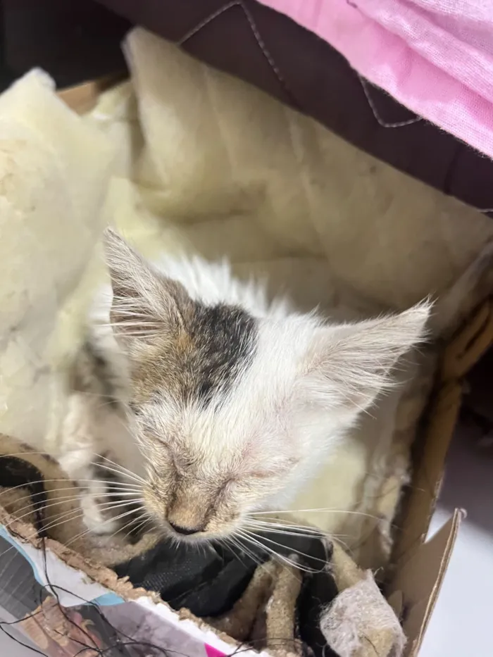 Gato raça SRD-ViraLata idade Abaixo de 2 meses nome Vicentina 