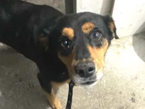 Cachorro raça SRD-ViraLata idade 4 anos nome Bob