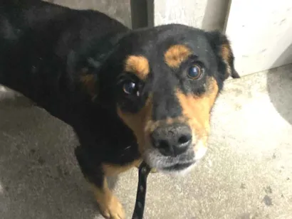 Cachorro raça SRD-ViraLata idade 4 anos nome Bob