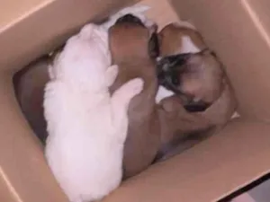 Cachorro raça SRD-ViraLata idade Abaixo de 2 meses nome Jacqueline 