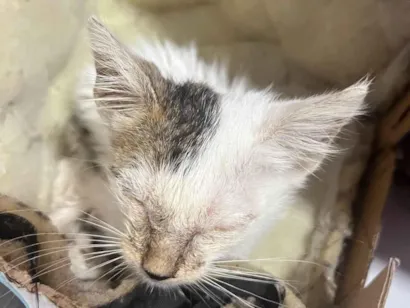 Gato raça SRD-ViraLata idade Abaixo de 2 meses nome Vicentina 