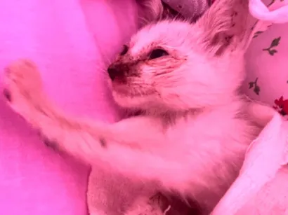 Gato raça SRD-ViraLata idade Abaixo de 2 meses nome Vicentina 