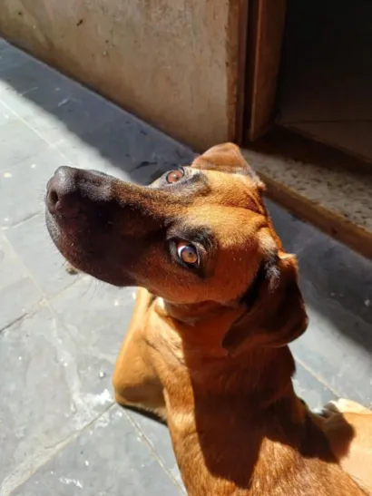 Cachorro raça SRD-ViraLata idade 5 anos nome Dominique 