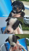 sem nomes,são filhotes para doação 