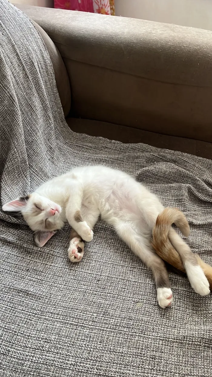 Gato raça SRD-ViraLata idade 2 a 6 meses nome “Menininha”