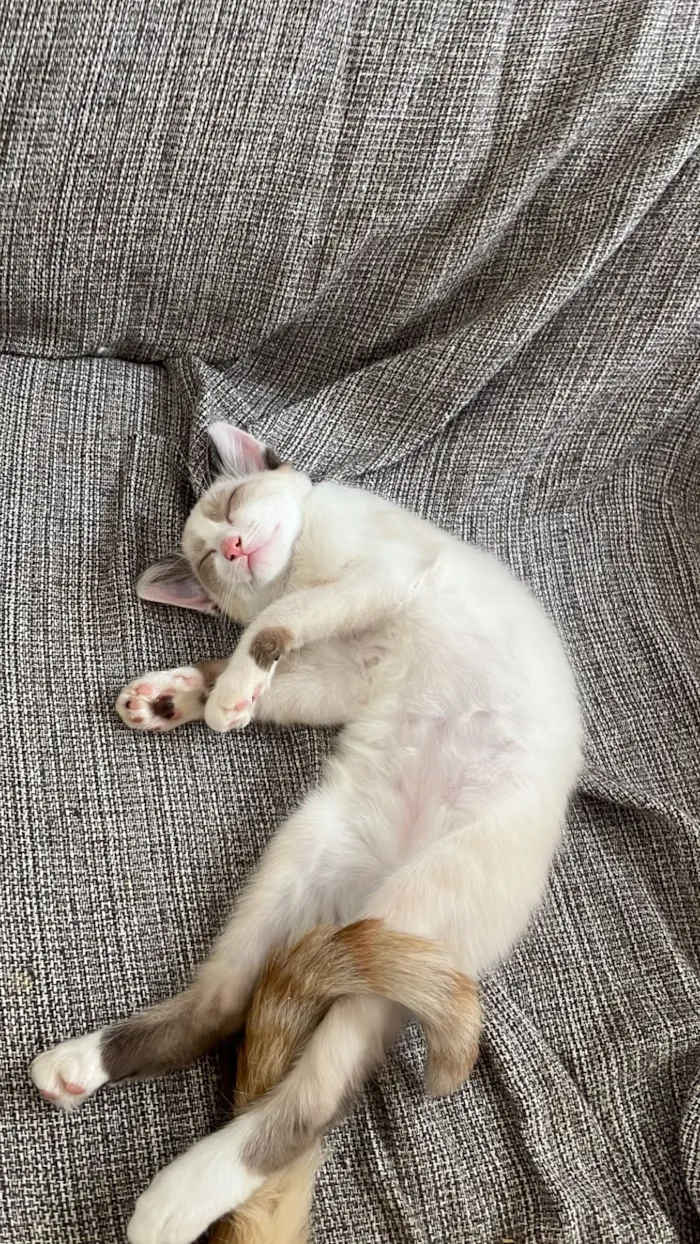 Gato raça SRD-ViraLata idade 2 a 6 meses nome “Menininha”