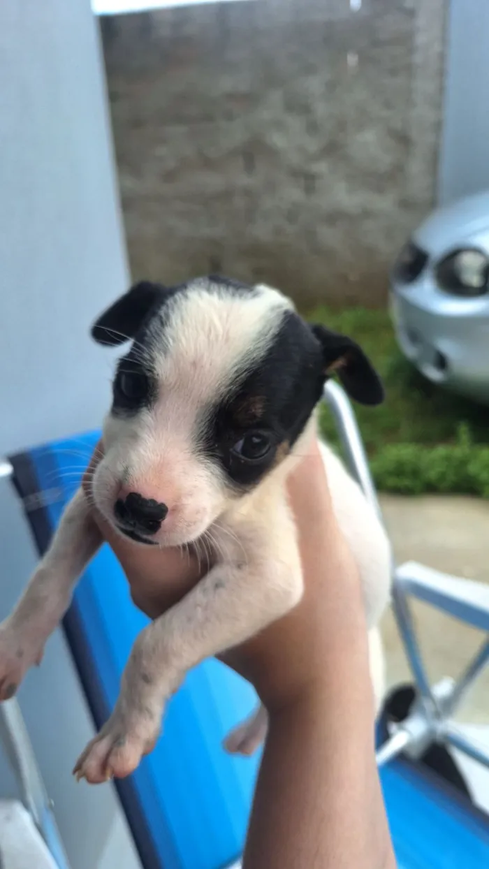 Cachorro raça SRD-ViraLata idade Abaixo de 2 meses nome sem nomes,são filhotes para doação 
