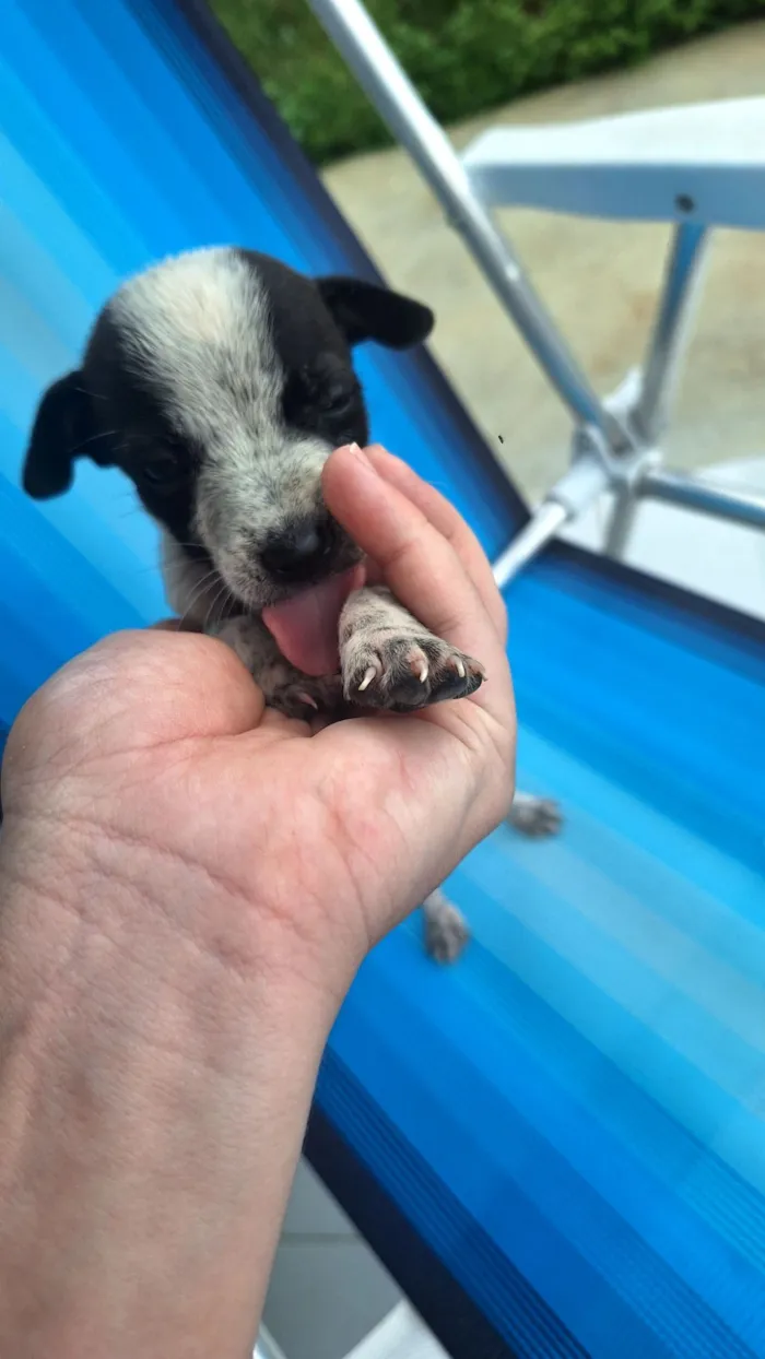 Cachorro raça SRD-ViraLata idade Abaixo de 2 meses nome sem nomes,são filhotes para doação 