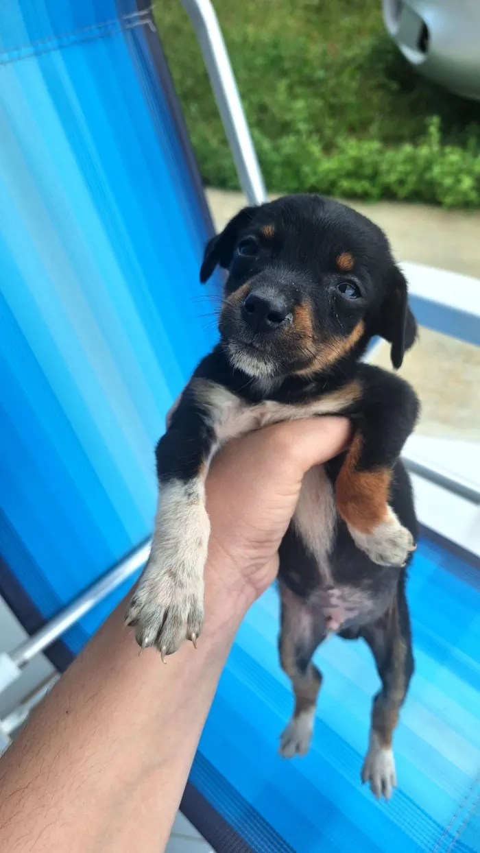 Cachorro raça SRD-ViraLata idade Abaixo de 2 meses nome sem nomes,são filhotes para doação 