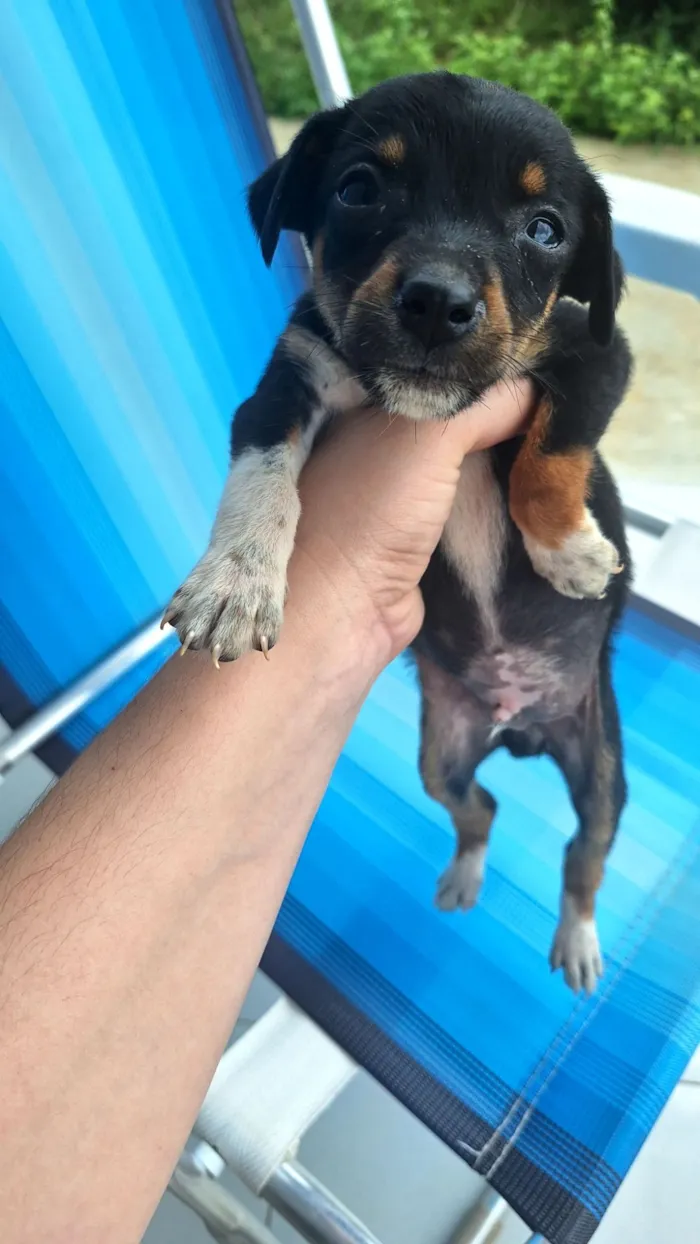 Cachorro raça SRD-ViraLata idade Abaixo de 2 meses nome sem nomes,são filhotes para doação 