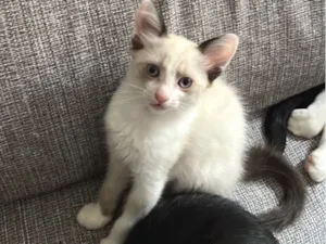 Gato raça SRD-ViraLata idade 2 a 6 meses nome “Menininha”