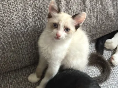 Gato raça SRD-ViraLata idade 2 a 6 meses nome “Menininha”