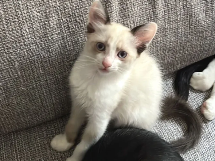 Gato raça SRD-ViraLata idade 2 a 6 meses nome “Menininha”