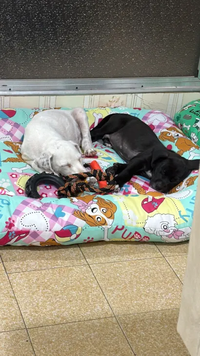 Cachorro raça SRD-ViraLata idade 2 a 6 meses nome Thor/ Cruella