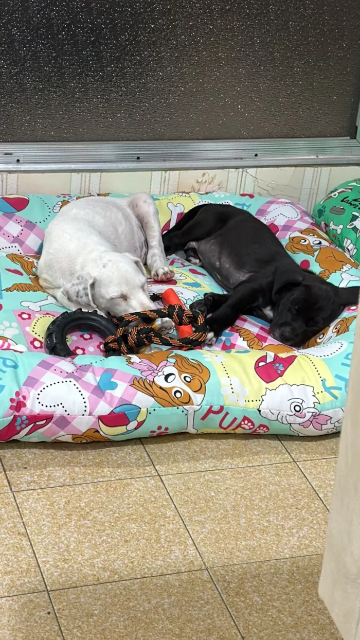 Cachorro raça SRD-ViraLata idade 2 a 6 meses nome Thor/ Cruella