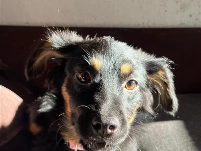 Cachorro raça SRD-ViraLata idade 2 a 6 meses nome Kayla