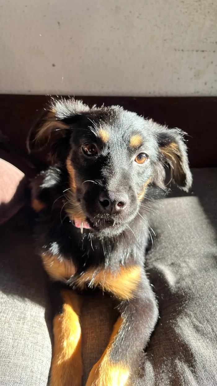 Cachorro raça SRD-ViraLata idade 2 a 6 meses nome Kayla