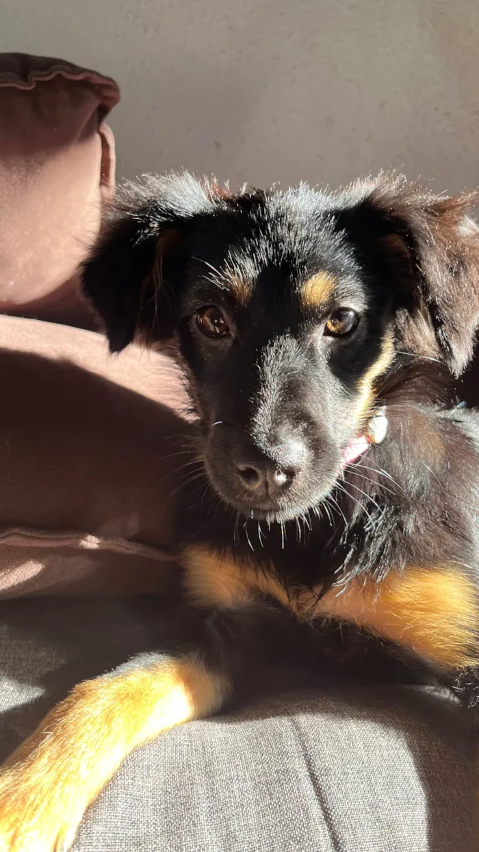 Cachorro raça SRD-ViraLata idade 2 a 6 meses nome Kayla