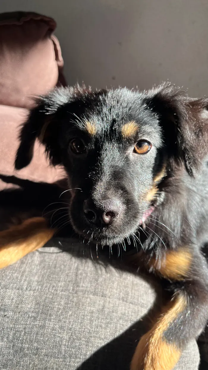 Cachorro raça SRD-ViraLata idade 2 a 6 meses nome Kayla