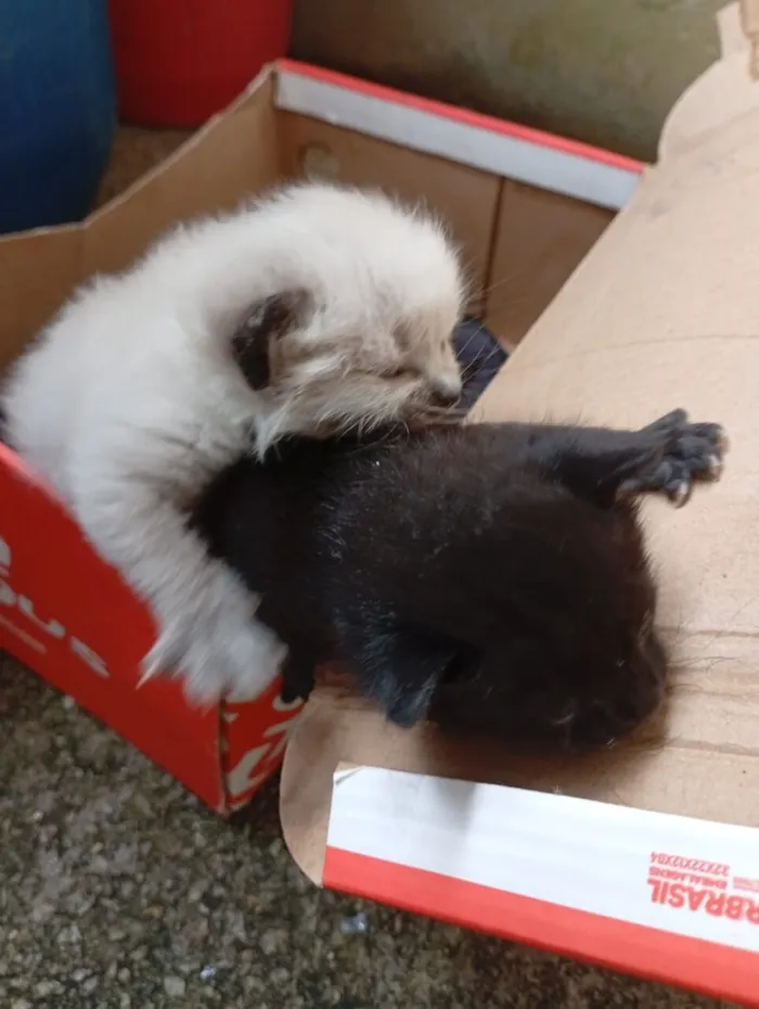 Gato raça SRD-ViraLata idade Abaixo de 2 meses nome nao tem 