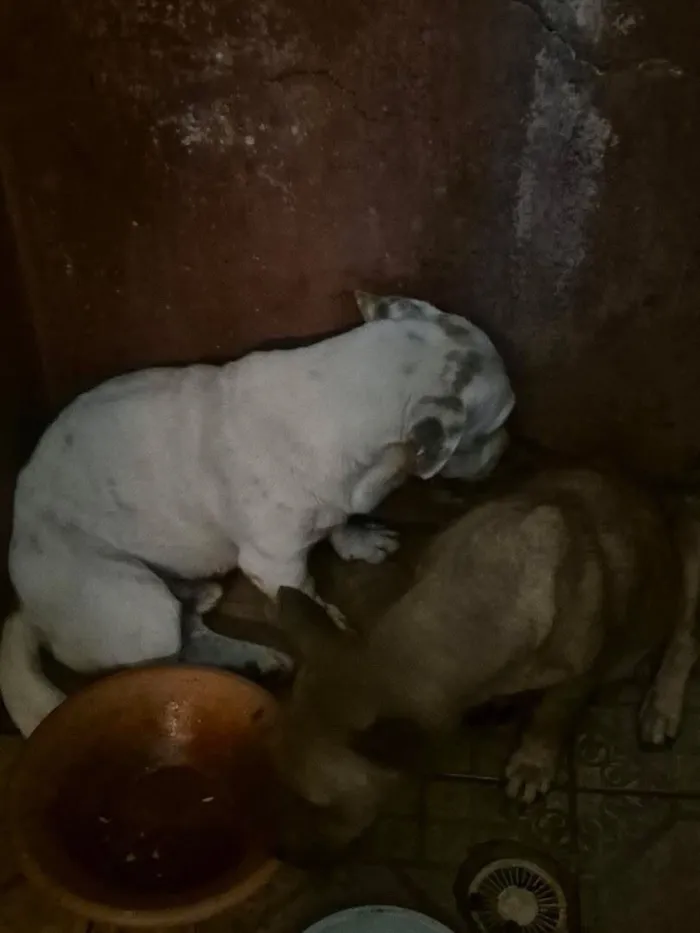 Cachorro raça SRD-ViraLata idade 1 ano nome Doguinho 