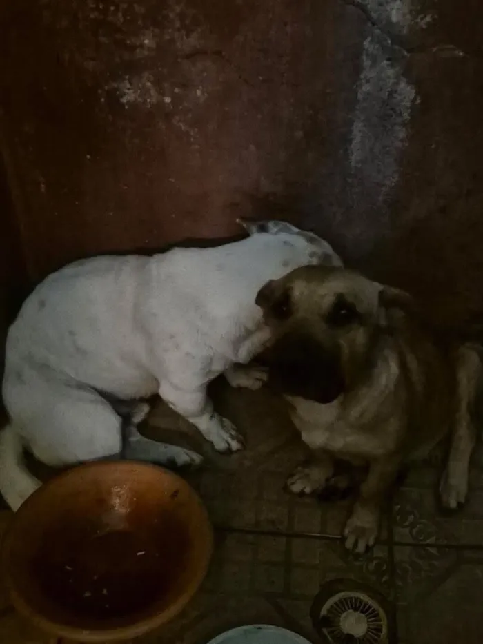 Cachorro raça SRD-ViraLata idade 1 ano nome Doguinho 