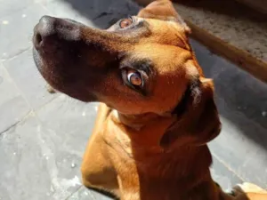 Cachorro raça SRD-ViraLata idade 5 anos nome Dominique 