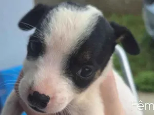 Cachorro raça SRD-ViraLata idade Abaixo de 2 meses nome sem nomes,são filhotes para doação 