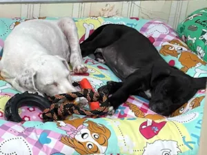 Cachorro raça SRD-ViraLata idade 2 a 6 meses nome Thor/ Cruella