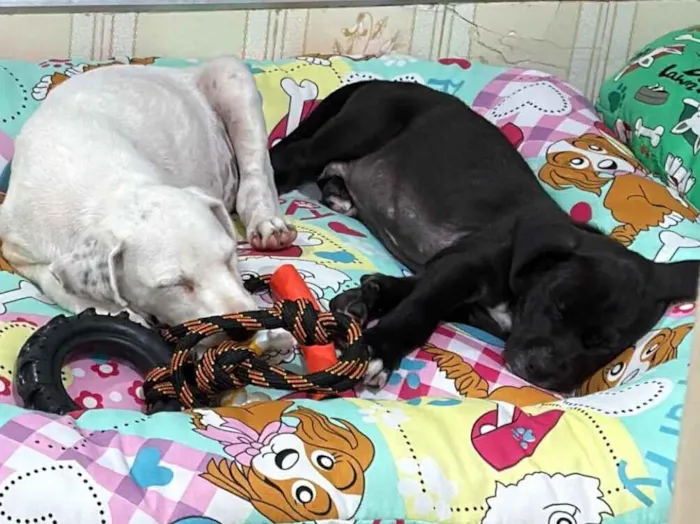 Cachorro raça SRD-ViraLata idade 2 a 6 meses nome Thor/ Cruella