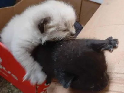 Gato raça SRD-ViraLata idade Abaixo de 2 meses nome nao tem 