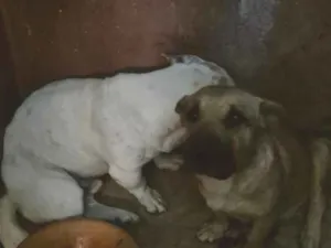 Cachorro raça SRD-ViraLata idade 1 ano nome Doguinho 