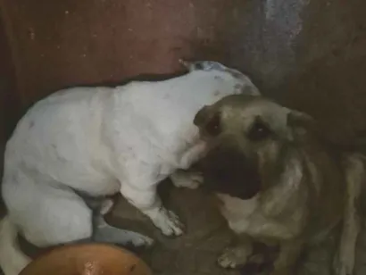 Cachorro raça SRD-ViraLata idade 1 ano nome Doguinho 