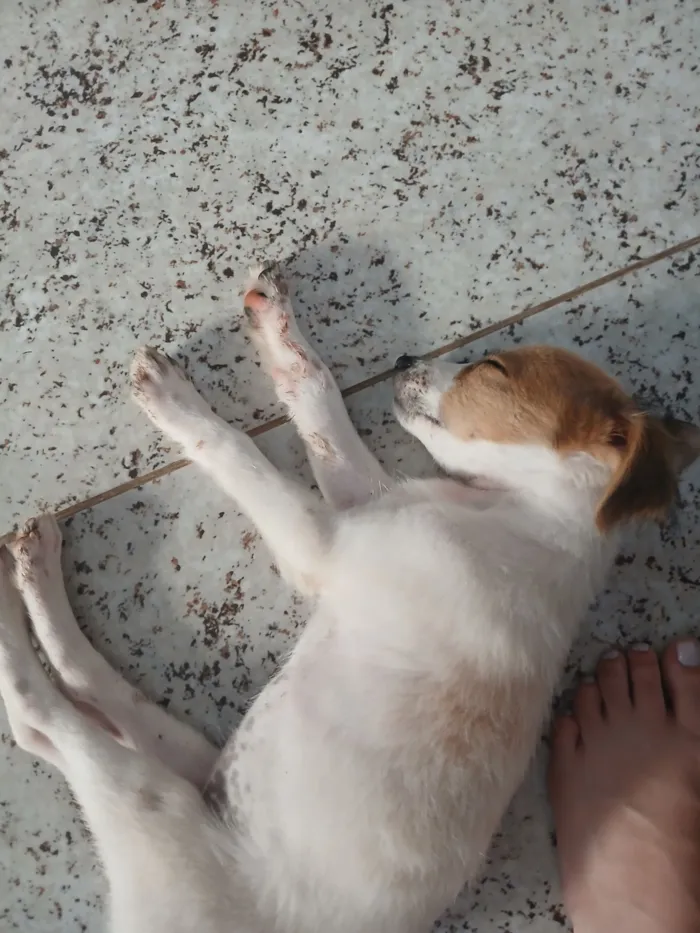 Cachorro raça SRD-ViraLata idade 2 a 6 meses nome Amora