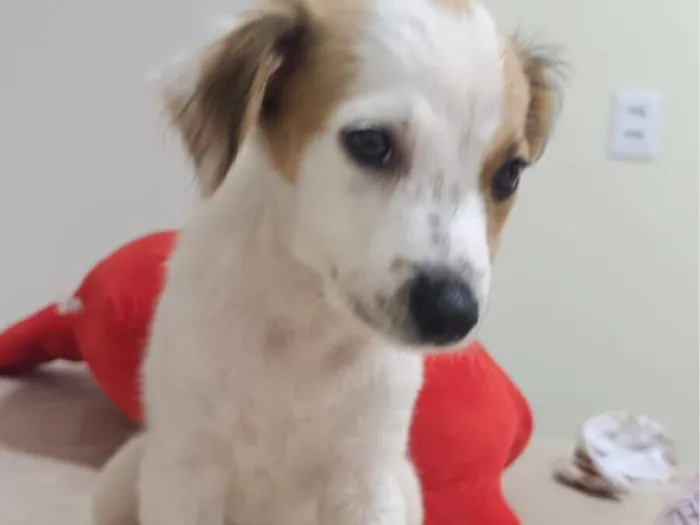 Cachorro raça SRD-ViraLata idade 2 a 6 meses nome Amora