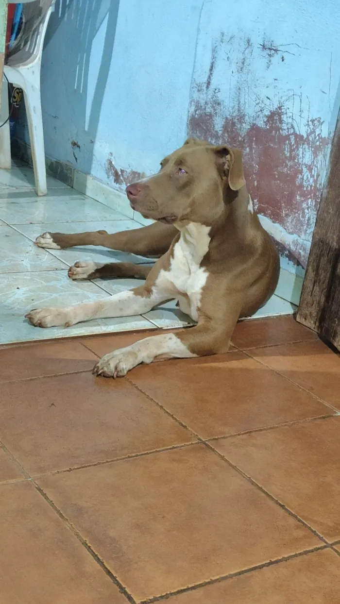 Cachorro raça Pit-Bull idade 2 anos nome Ravena 