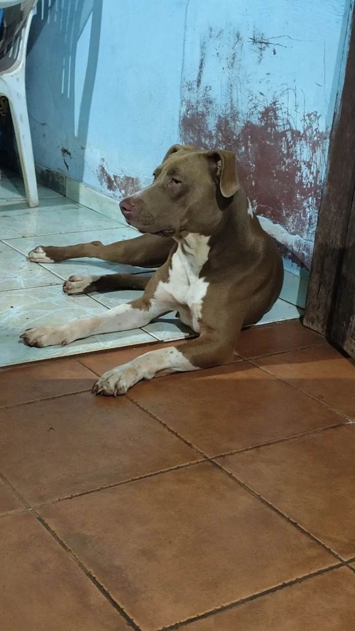 Cachorro raça Pit-Bull idade 2 anos nome Ravena 