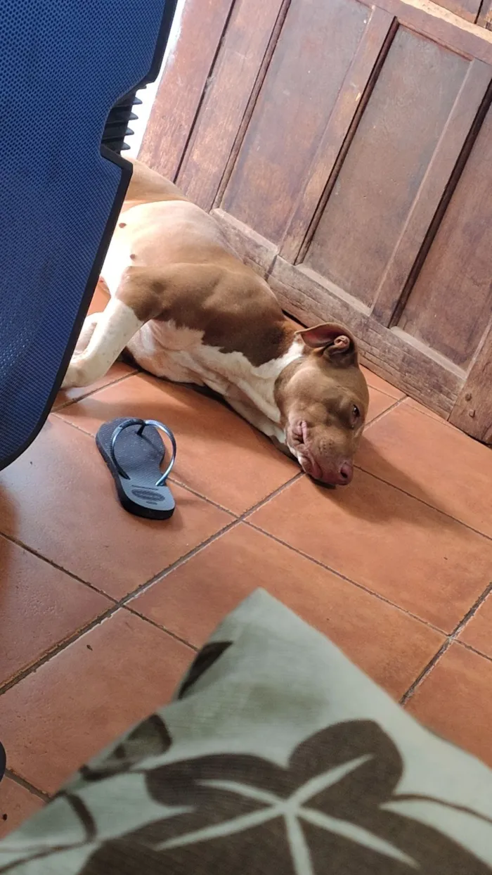 Cachorro raça Pit-Bull idade 2 anos nome Ravena 