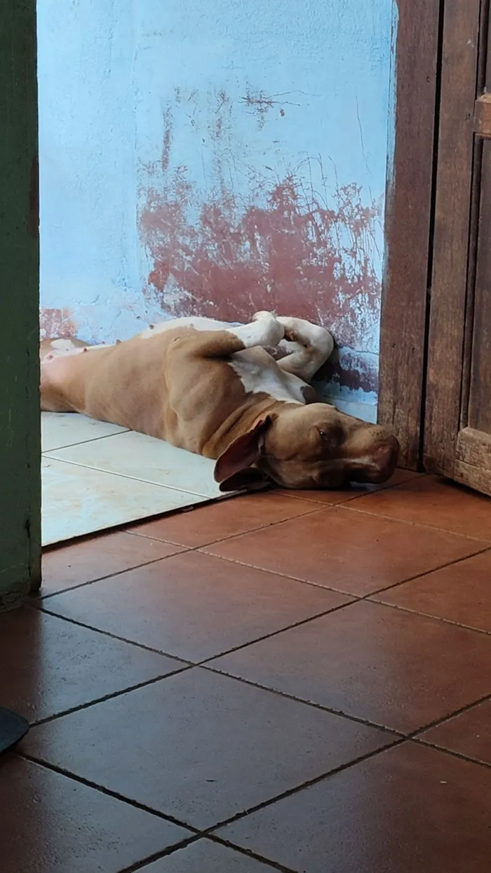 Cachorro raça Pit-Bull idade 2 anos nome Ravena 