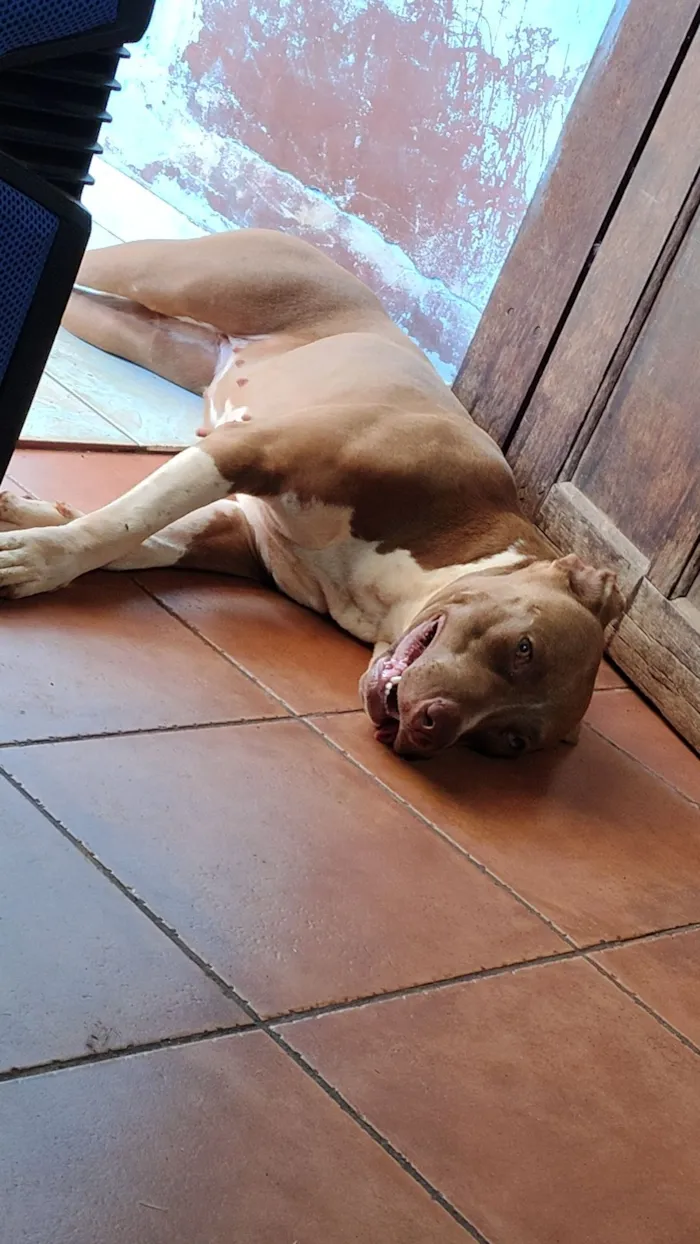 Cachorro raça Pit-Bull idade 2 anos nome Ravena 