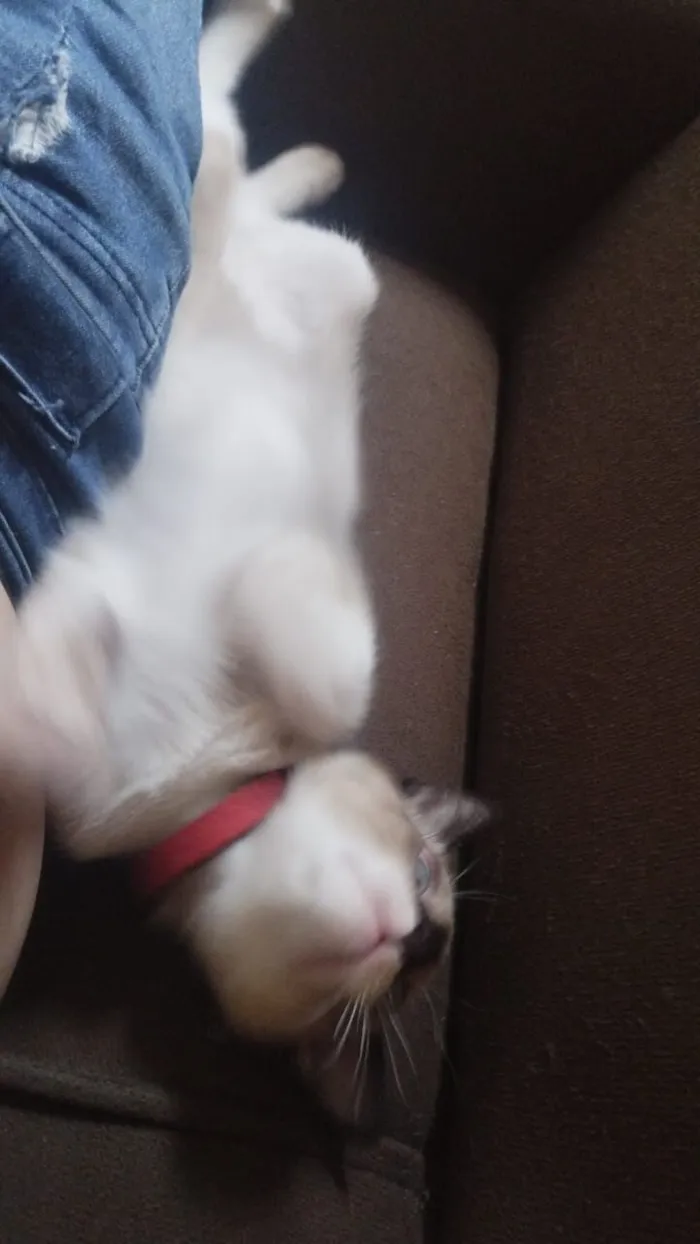 Gato raça Exótico idade 2 a 6 meses nome Francisco Cisco