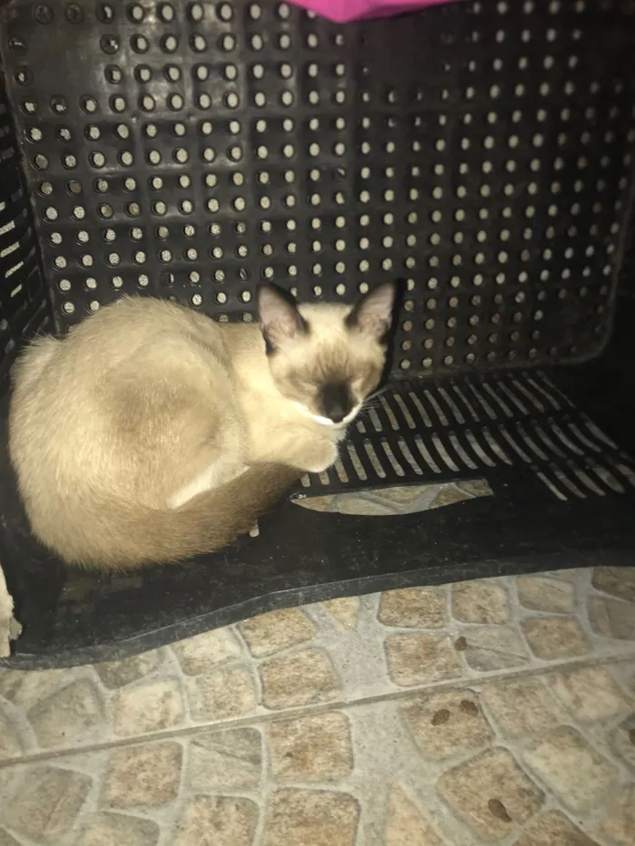 Gato raça Exótico idade 2 a 6 meses nome Francisco Cisco