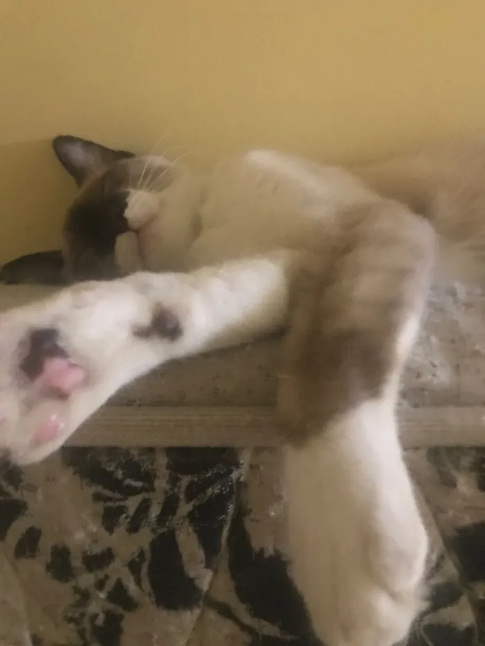 Gato raça Exótico idade 2 a 6 meses nome Francisco Cisco