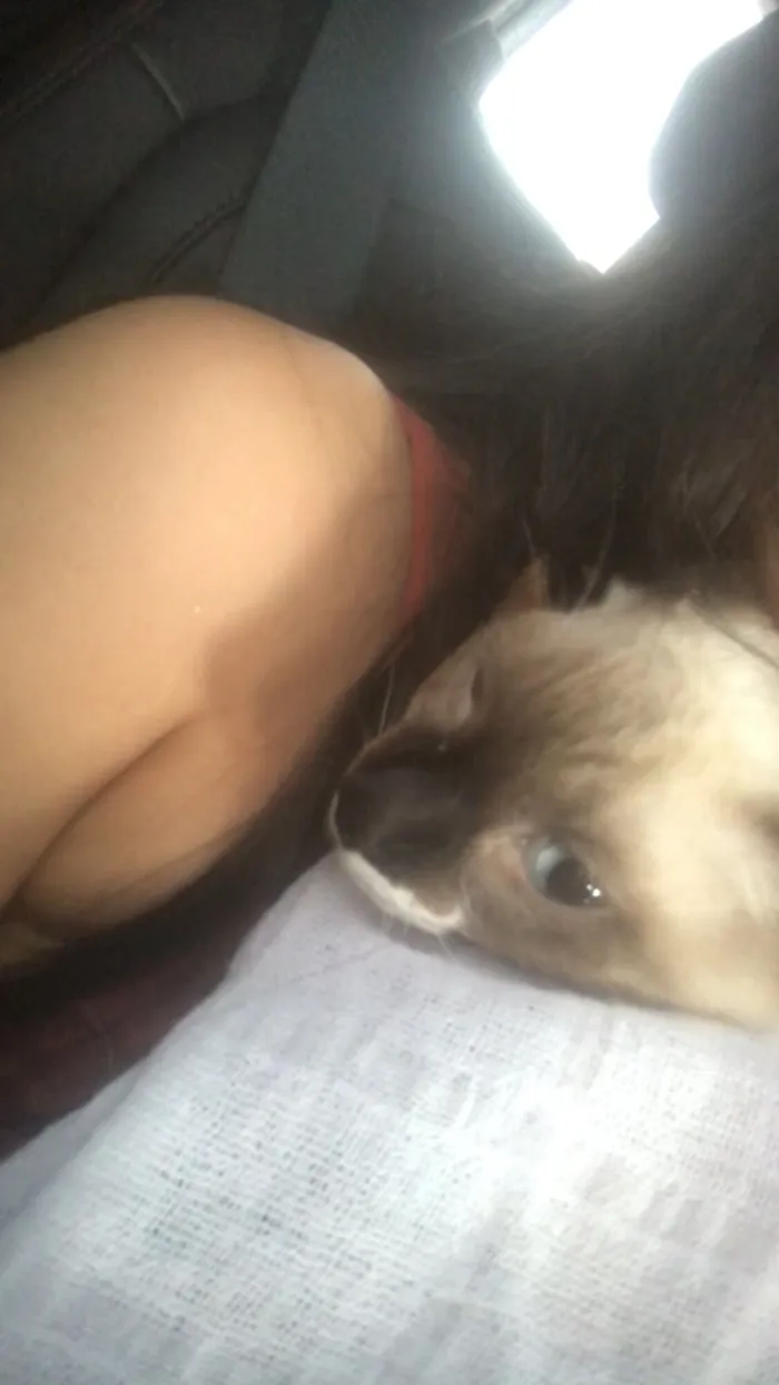 Gato raça Exótico idade 2 a 6 meses nome Francisco Cisco