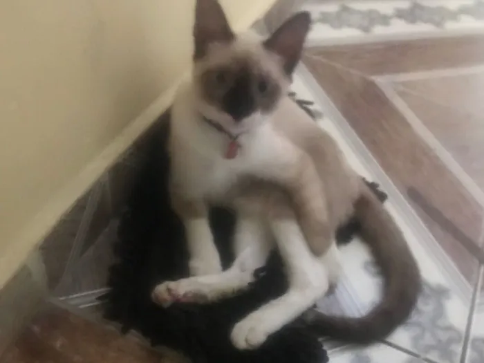 Gato raça Exótico idade 2 a 6 meses nome Francisco Cisco