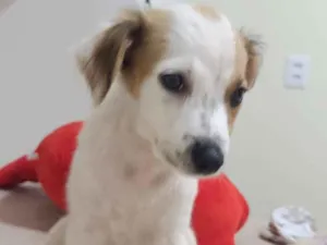 Cachorro raça SRD-ViraLata idade 2 a 6 meses nome Amora
