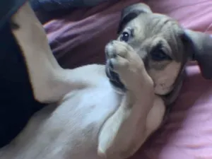 Cachorro raça Pastor Alemão idade 2 a 6 meses nome PRETA 