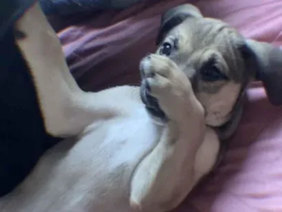 Cachorro raça Pastor Alemão idade 2 a 6 meses nome PRETA 