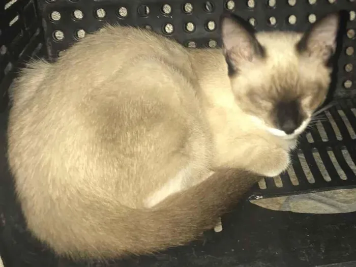 Gato raça Exótico idade 2 a 6 meses nome Francisco Cisco